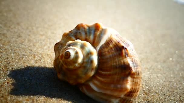 Concha Fica Uma Praia Arenosa Lavada Pelas Ondas Mar Descanse — Vídeo de Stock