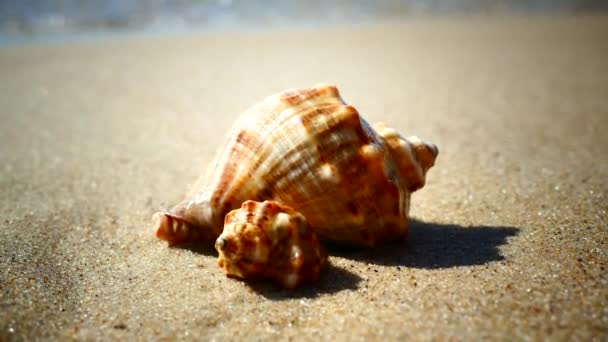 Concha Fica Uma Praia Arenosa Lavada Pelas Ondas Mar Descanse — Vídeo de Stock