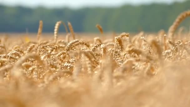 Fält Med Vetekvarter Dags Att Skörda Bröd Och Bageriprodukter — Stockvideo