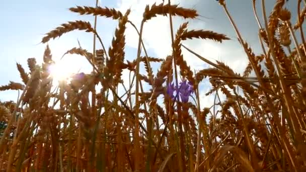 Feld Mit Ähren Aus Weizen Zeit Ernten Brot Und Backwaren — Stockvideo