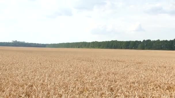 Поле Колосками Пшениці Час Збирати Врожай Хліб Хлібобулочні Вироби — стокове відео