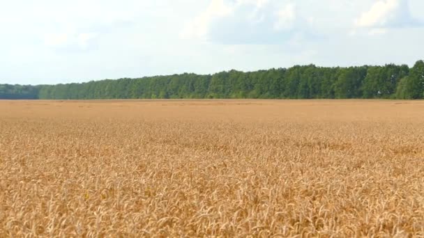 Поле Колосьями Пшеницы Пора Собирать Урожай Хлеб Хлебобулочные Изделия — стоковое видео