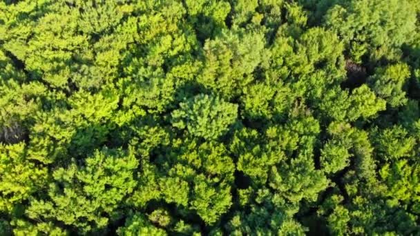 Vue Dessus Forêt Verte Survoler Une Forêt Avec Grands Arbres — Video