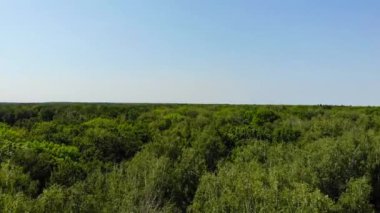 Yeşil ormanın en üst manzarası. Uzun ağaçlarla dolu bir ormanın üzerinde uçuyor.
