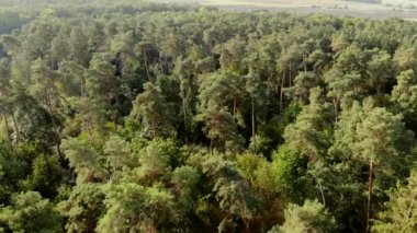 Yeşil ormanın en üst manzarası. Uzun ağaçlarla dolu bir ormanın üzerinde uçuyor.