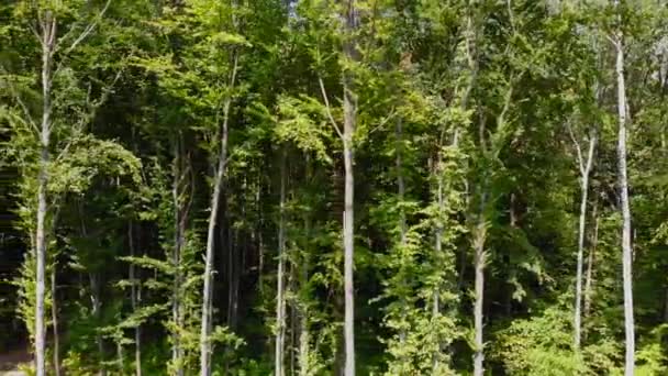 Yeşil Ormanın Üst Manzarası Uzun Ağaçlarla Dolu Bir Ormanın Üzerinde — Stok video