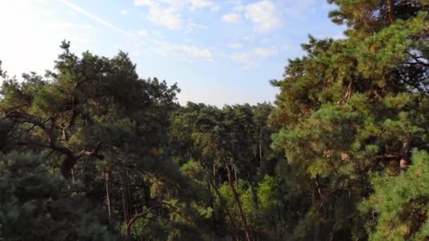 Pinery Sosny Latanie Nad Lasem Drzewami Piękny Las Iglastych — Wideo stockowe