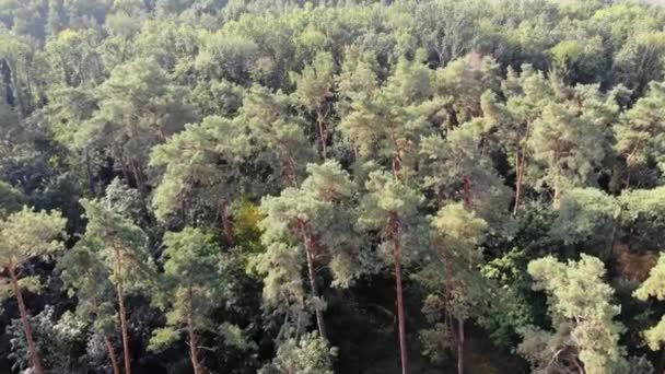 Pinery Πεύκο Πετώντας Πάνω Από Δάσος Και Δέντρα Όμορφο Δάσος — Αρχείο Βίντεο