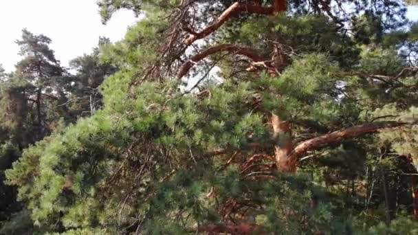 Pinery Pine Tree Flying Forest Trees Beautiful Coniferous Forest — Stock Video