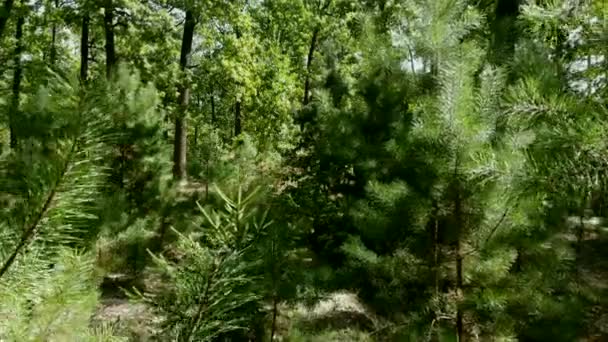 Green deciduous and coniferous trees in the forest. Green spaces. — Stock Footage Green Deciduous Coniferous Trees Forest Green Spaces Video Clip
