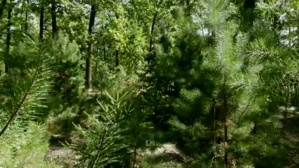 Groene Loofbomen Naaldbomen Het Bos Groene Ruimten — Stockvideo