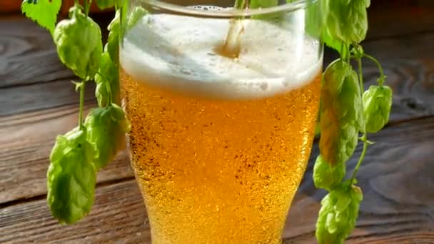 Helles Bier mit Schaum wird in ein Glas geschüttet. Bier und Hopfendolden aus nächster Nähe.