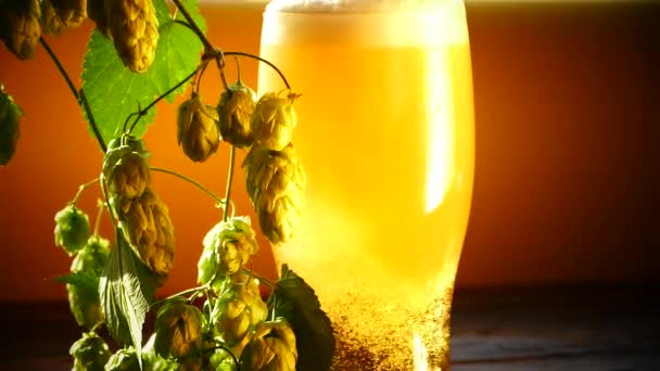 La bière légère avec de la mousse est versée dans un verre. Cônes de bière et de houblon close-up . — Video