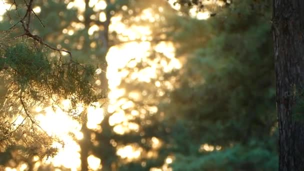 Ramo de pinheiro com agulhas em um fundo de pôr do sol na floresta . — Vídeo de Stock