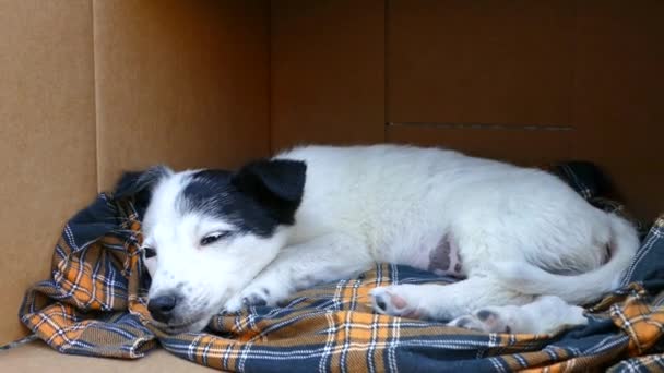 孤独な子犬が段ボール箱の中に横たわって退屈しています 悲しい犬だ黒耳の小さな白い犬 — ストック動画