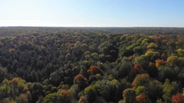 Güzel ağaçları olan bir orman. Sonbahar ormanı manzaralı. Renkli ağaçlar. Ağlı orman. Noel ağaçları, meşe, akçaağaç, korna.