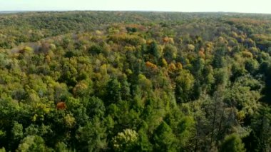 Güzel ağaçları olan bir orman. Sonbahar ormanı manzaralı. Renkli ağaçlar. Ağlı orman. Noel ağaçları, meşe, akçaağaç, korna.
