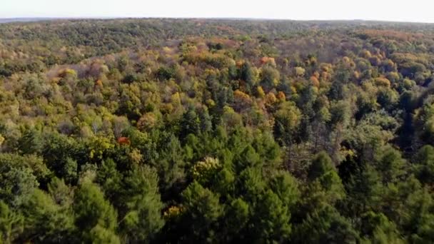 Floresta Com Belas Árvores Vista Superior Floresta Outono Árvores Coloridas — Vídeo de Stock