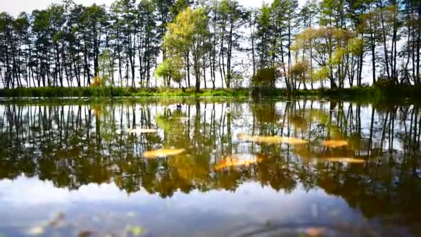 Flodens Vandoverflade Flydende Flod Gennem Efterårsskoven Gult Blad Refleksion Træer – Stock-video