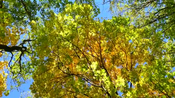 Otoño Bosque Hermosos Árboles Amarillos Las Hojas Están Cayendo Verano — Vídeos de Stock