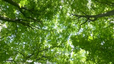 Ormandaki ağaçların altına bak. Ağaç dalları ve yaprakların yeşil arka planı. Güneş ışınları yaprakların arasından parlıyor. Güzel doğa ve ekoloji.