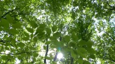 Ormandaki ağaçların altına bak. Ağaç dalları ve yaprakların yeşil arka planı. Güneş ışınları yaprakların arasından parlıyor. Güzel doğa ve ekoloji.