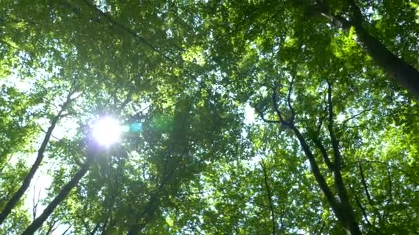 Vista bajo los árboles en el bosque. Fondo verde de ramas y hojas de árboles. Los rayos del sol brillan entre las hojas. Hermosa naturaleza y ecología . — Vídeos de Stock