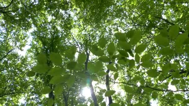 Vue sous les arbres dans la forêt. Fond vert des branches et des feuilles d'arbres. Les rayons du soleil brillent à travers les feuilles. Belle nature et écologie.