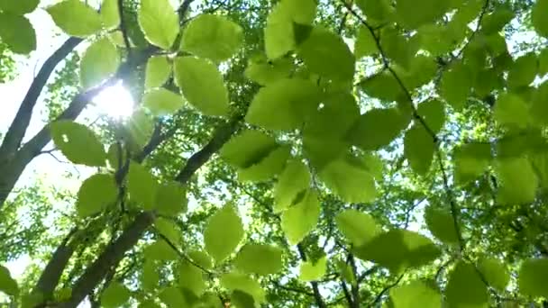 Vista bajo los árboles en el bosque. Fondo verde de ramas y hojas de árboles. Los rayos del sol brillan entre las hojas. Hermosa naturaleza y ecología . — Vídeos de Stock