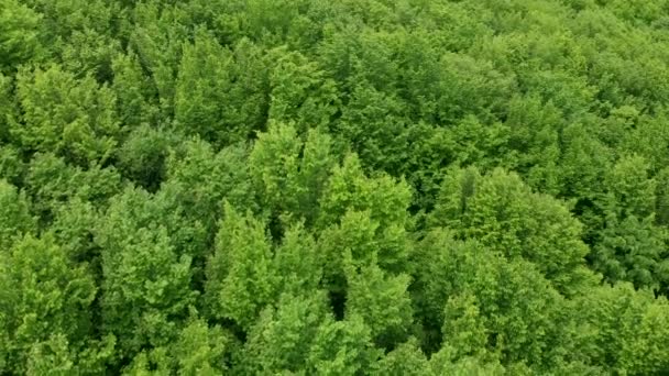 緑の森の頂上ビュー。落葉樹の美しい春の森。地球上の自然生態系。難攻不落ジャングル. — ストック動画