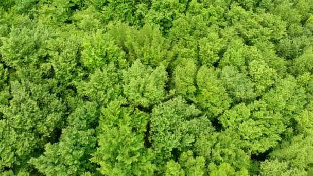 Yeşil orman manzaralı. Yaprak döken ağaçları olan güzel bir bahar ormanı. Gezegendeki doğa ekolojisi. Açılmaz orman.. — Stok video