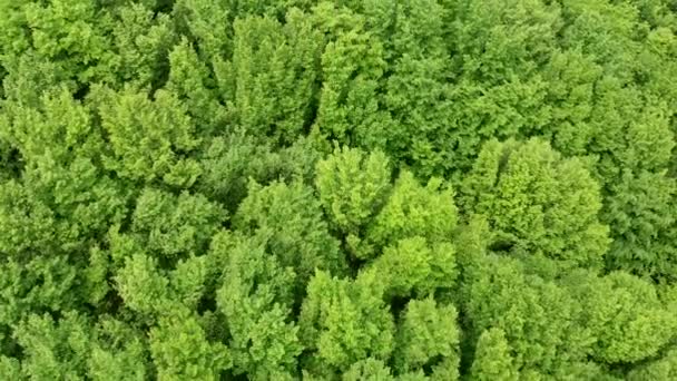 Výhled na zelený les. Krásný jarní les s listnatými stromy. Ekologie přírody na planetě. Nezničitelná džungle. — Stock video