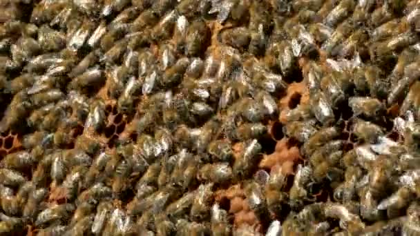 Včely se plazí po plástech. Včely pracují v úlu. Včelařský detailní záběr. Produkce medu.