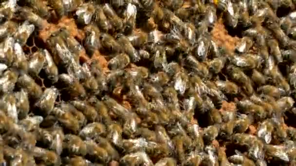 Бджоли повзають по медоносцях. Бджоли працюють у вулику. Пасіка крупним планом. Медове виробництво . — стокове відео