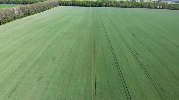Champs verts ensemencés par les cultures. Terres agricoles.