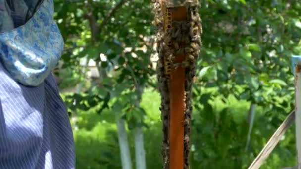 Apiculteur Travaille Dans Rucher Les Abeilles Recueillent Miel Pollen Les — Video