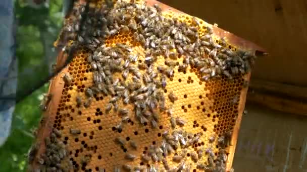養蜂家は養蜂場で働いています ミツバチは蜂蜜と花粉を収集し ハニカムに入れ — ストック動画
