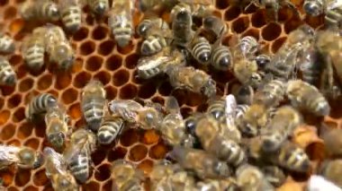 Arılar bal peteklerine tırmanır. Arı kovanındaki arılar. Bal üretimi. Arı ailesi.. 