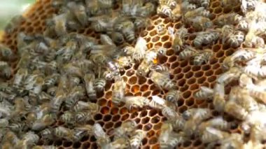 Arılar bal peteklerine tırmanır. Arı kovanındaki arılar. Bal üretimi. Arı ailesi.. 