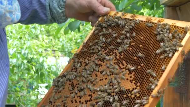 Apicultor Trabalha Apiário Abelhas Coletam Mel Pólen Colocam Favo Mel — Vídeo de Stock