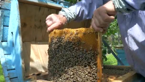 Der Imker Arbeitet Der Imkerei Bienen Sammeln Honig Und Pollen — Stockvideo