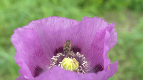 緑の背景に紫色のポピーの花 蜂は大きな花から花粉を集める — ストック動画