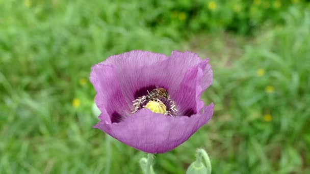 Flor Amapola Violeta Sobre Fondo Verde Las Abejas Recogen Polen — Vídeos de Stock