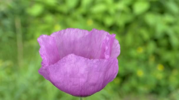 Flor Amapola Violeta Sobre Fondo Verde Las Abejas Recogen Polen — Vídeos de Stock