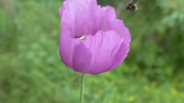 緑の背景に紫色のポピーの花 蜂は大きな花から花粉を集める — ストック動画