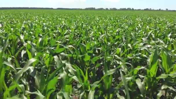 Фермерське Поле Кукурудзою Вид Зверху Зелене Поле — стокове відео
