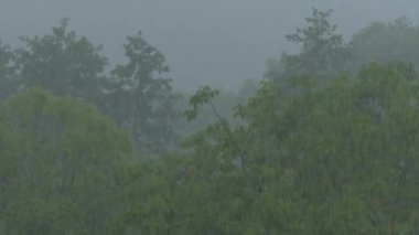 Şiddetli yağmur var. Ağaçların üzerindeki parkta yağmur. Güçlü Kasırga.