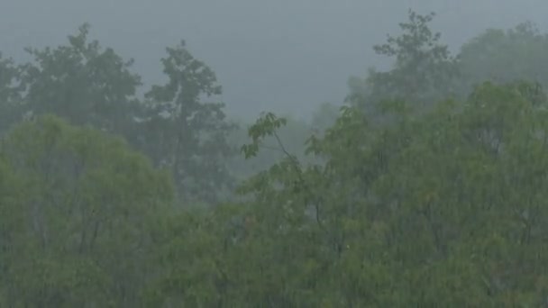 Υπάρχει Δυνατή Βροχή Βροχή Στο Πάρκο Πάνω Από Δέντρα Ισχυρός — Αρχείο Βίντεο