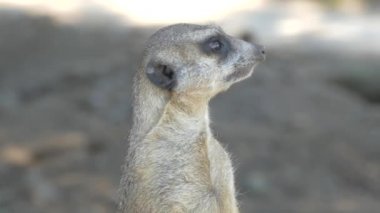 Hayvanın ağızlığı. Meerkat dışarıdan gelecek bir tehdide dikkat ediyor. Nöbetçi..