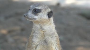 Hayvanın ağızlığı. Meerkat dışarıdan gelecek bir tehdide dikkat ediyor. Nöbetçi..